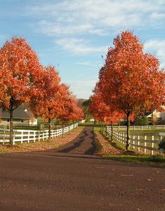 an autumn scene with red trees and white fence