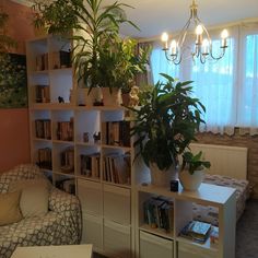 a living room filled with furniture and lots of plants on top of bookshelves