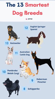 the 13 smartest dog breeds in the world info for dogs and puppies on pinterest