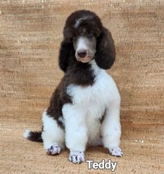 a small brown and white dog sitting on top of a wooden floor next to a wall