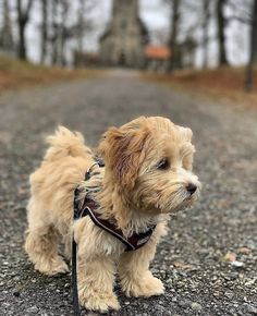 a small brown dog standing on top of a gravel road