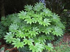 a large green plant sitting in the middle of a forest