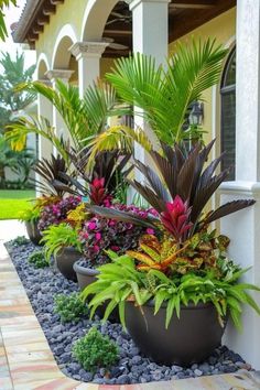 some very pretty plants in pots by the side of a house with rocks and gravel