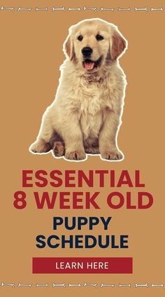 a dog sitting on top of a poster with the words essential 8 week old puppy schedule