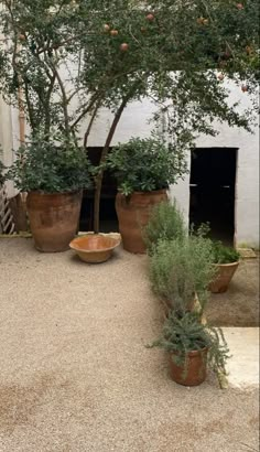 several potted plants in front of a building