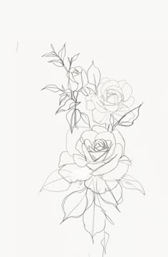 a pencil drawing of three roses on a white background