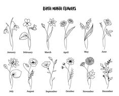 the different types of flowers that are in each flower species, from beginning to end