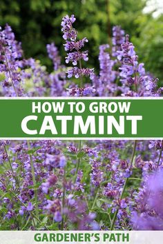 A close up vertical image of the bright purple flowers of catmint growing in the garden pictured on a soft focus background. To the center and bottom of the frame is green and white printed text. Catmint Plant, Backyard Hacks, How To Plant Flowers, Cat Mint, Green Backyard, Herbal Academy, Flowering Perennials, Patio Pots, Planting Plan