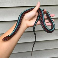 a hand holding a colorful snake in front of a gray house with siding on it