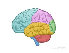 the left and right side of a human brain, showing different areas of the brain