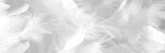 white feathers are arranged together in this black and white photo