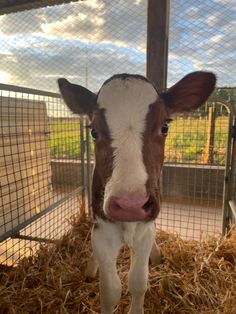 a brown and white cow standing on top of dry grass in a caged area