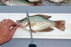 a person is holding a fish on a cutting board