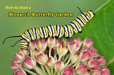 a monarch butterfly on a flower with the caption how to start a monarch butterfly garden