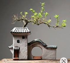 a bonsai tree is growing out of a small house