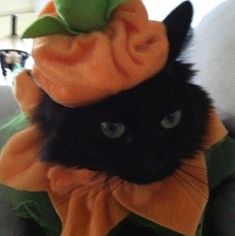 a black cat wearing a green and orange hat on top of it's head