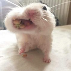 a hamster eating something with its mouth open