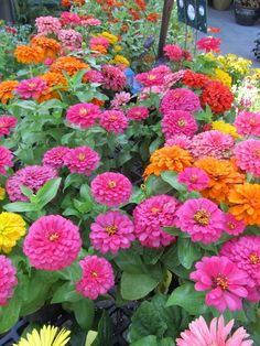 many different colored flowers are growing in the garden