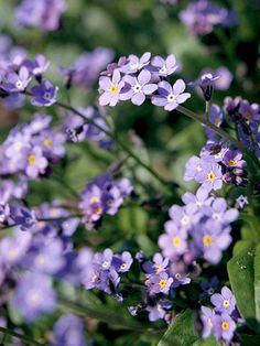 small purple flowers are growing in the grass