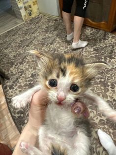 a small kitten being held by someone's hand in a room with other people