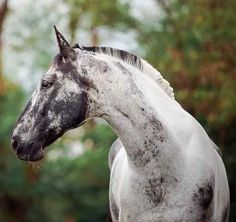 a white and black horse standing in front of some trees with its head turned to the side