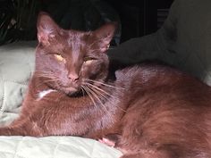 a brown cat laying on top of a bed