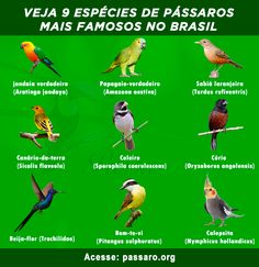 a poster with different kinds of birds in spanish and english, on a green background