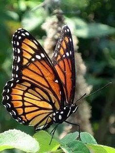 Viceroy Butterfly Monarch Butterflies Photography, Viceroy Butterfly, Beautiful Butterfly Photography, Butterfly Images, Butterfly Photos, Beautiful Bugs, Butterfly Pictures