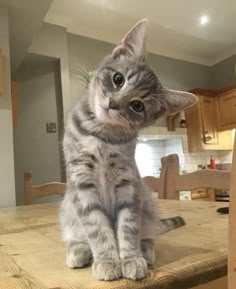 a cat sitting on top of a wooden table