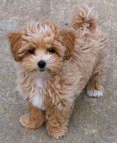 a small brown dog standing on top of a sidewalk