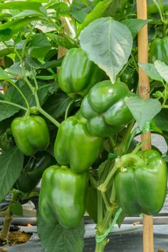 green peppers growing on the vine in a greenhouse