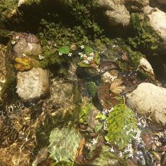 water flowing over rocks and plants in a stream