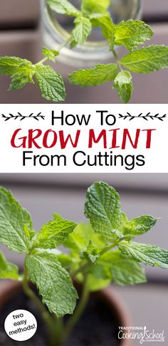 how to grow mint from cuttings in a pot with text overlay that reads, how to grow mint from cuttings