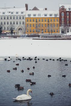 a flock of ducks and swans swimming in the water next to a large yellow building