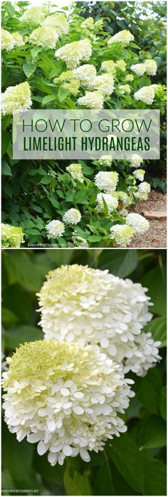 white flowers with green leaves and the words how to grow limelight hydrangeas