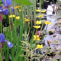 the flowers are blooming next to the water in the pond, which is surrounded by grass and other plants