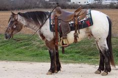 a brown and white horse standing on top of a grass covered field next to a dirt road