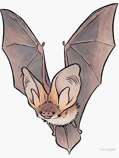 a drawing of a bat hanging upside down