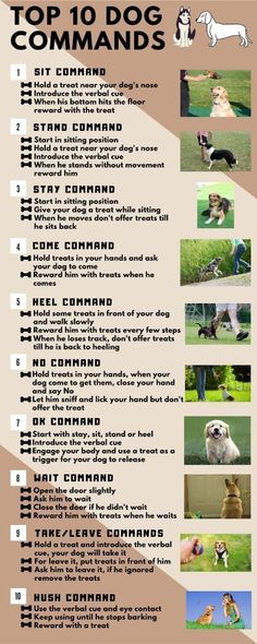 the top 10 dog commands for dogs with pictures on their chest and back, including an image