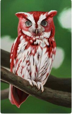 a red and white owl sitting on top of a tree branch in front of a green background