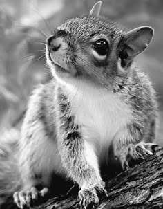 a black and white photo of a squirrel on a tree branch looking at the camera