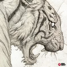 Doodles 2024005, Peng Zhou Tiger Sketch, Tiger Drawing, Wildlife Photographer, Hilarious Photos, Creature Drawings, Japanese Tattoo Art, Tiger Art, Natural History Museum, Pencil Art Drawings