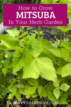 What is Mitsuba? And Why Should You Grow it in a Home Herb Garden? How to grow mitsuba in your herb garden. If you love growing unique flavors in your garden consider the benefits of Mitsuba. Learn how to grow Mitsuba from seed. #Gardening #Herbs