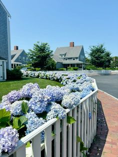 blue and white hydrangeas line the fence in front of a large house on a sunny day