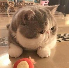 a grey and white cat sitting on the floor next to a stuffed animal toy in front of it