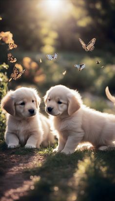 two puppies are sitting in the grass with butterflies flying around them and one puppy is looking at the camera