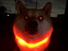 a dog with glowing red eyes is looking up at the camera while wearing a collar