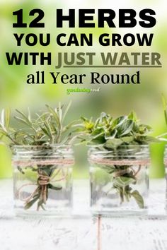 three jars with plants in them and the words 12 herbs you can grow with just water all year round