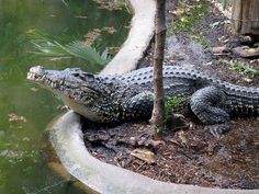 an alligator laying on the ground next to a tree