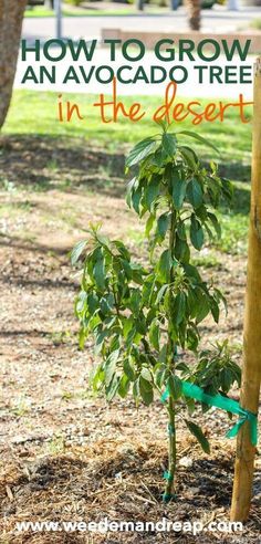 an avocado tree in the desert with text overlay that reads how to grow an avocado tree in the desert